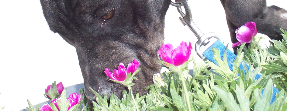 Dog smelling flowers image
